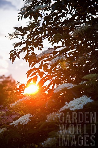 Elder_Sambucus_nigra_White_flowers_growing_outdoor_seen_with_sunlight_behind