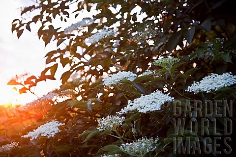 Elder_Sambucus_nigra_White_flowers_growing_outdoor_seen_with_sunlight_behind