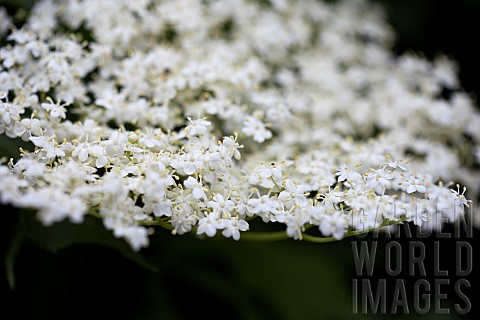 Elder_Sambucus_nigra_Close_up_of_white_coloured_flowers_growing_outdoor