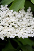 Elder, Sambucus nigra, Close up of white coloured flowers growing outdoor.