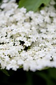 Elder, Sambucus nigra, Close up of white coloured flowers growing outdoor.
