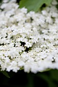 Elder, Sambucus nigra, Close up of white coloured flowers growing outdoor.