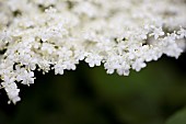 Elder, Sambucus nigra, Close up of white coloured flowers growing outdoor.