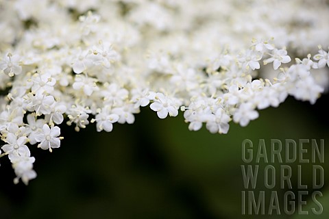 Elder_Sambucus_nigra_Close_up_of_white_coloured_flowers_growing_outdoor
