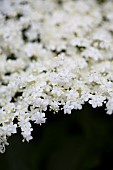 Elder, Sambucus nigra, Close up of white coloured flowers growing outdoor.