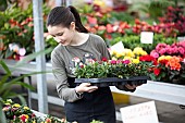 Young girl working in garden centre.