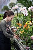 Young girl working in garden centre.
