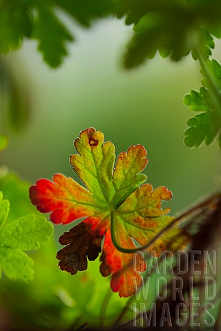 Geranium_Cranesbill_Green_foliage_with_red_fringe_growing_outdoor