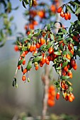 Wolf berry, Goji berry, Lycium barbarum, Mass of red berries growing outdoor on the bush.