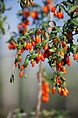 Wolf berry, Goji berry, Lycium barbarum, Mass of red berries growing outdoor on the bush.