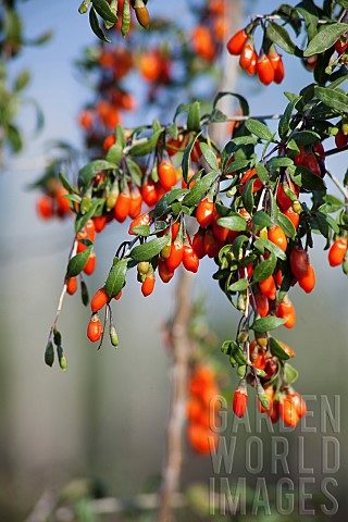 Wolf_berry_Goji_berry_Lycium_barbarum_Mass_of_red_berries_growing_outdoor_on_the_bush