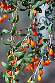 Wolf berry, Goji berry, Lycium barbarum, Mass of red berries growing outdoor on the bush.