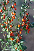 Wolf berry, Goji berry, Lycium barbarum, Mass of red berries growing outdoor on the bush.