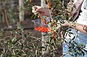 Wolf berry, Goji berry, Lycium barbarum, Mass of red berries growing outdoor on the bush.