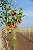 Wolf berry, Goji berry, Lycium barbarum, Mass of red berries growing outdoor on the bush.