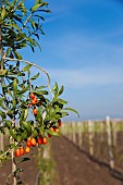 Wolf berry, Goji berry, Lycium barbarum, Mass of red berries growing outdoor on the bush.