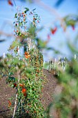 Wolf berry, Goji berry, Lycium barbarum, Mass of red berries growing outdoor on the bush.