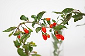 Wolf berry, Goji berry, Lycium barbarum,  Studio shot of red berries.