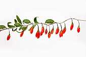 Wolf berry, Goji berry, Lycium barbarum,  Studio shot of red berries.