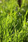 Grasses, Close up of greeen grass growing outdoor.