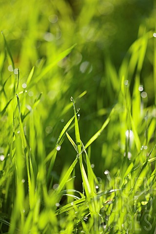 Grasses_Close_up_of_greeen_grass_growing_outdoor