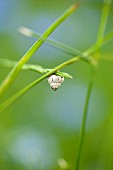 Grasses, Close up of greeen grass growing outdoor showing snail..