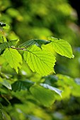 Hazelnut, Cob nut, Corylus avellana, Detail of leaves growing outdoor on the tree.