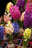 Hyacinth, Hyacinthus, Mass of multi coloured flowers.