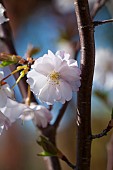 Cherry, Prunus serrualta, Close up of pink flower blossoms growing on Japanese Cherry Tree outdoor.