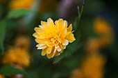 Kerria, Kerria japaonica leniflora, Yellow coloured flower growing outdoor.