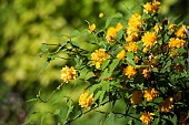 Kerria, Kerria japaonica Pleniflora, Yellow coloured flower growing outdoor.