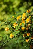 Kerria, Kerria japaonica Pleniflora, Yellow coloured flower growing outdoor.