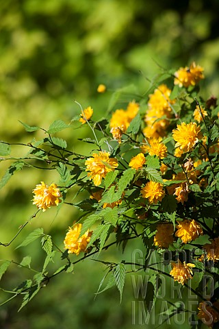Kerria_Kerria_japaonica_Pleniflora_Yellow_coloured_flower_growing_outdoor