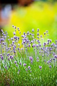 Lavender, Lavandula, Side view of mauve coloured flowers growing outdoor.