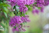 Lilac, Syringa vulgaris, Mauve coloured flowers growing outdoor.