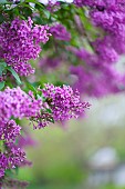 Lilac, Syringa vulgaris, Mauve coloured flowers growing outdoor.