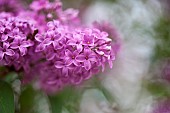 Lilac, Syringa vulgaris, Mauve coloured flowers growing outdoor.