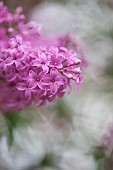 Lilac, Syringa vulgaris, Mauve coloured flowers growing outdoor.