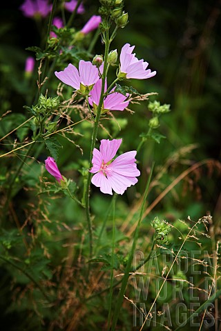 Mallow_Mauve_Sylvestre_Malva_sylvestris_Pale_pink_coloured_flowers_growing_outdoor