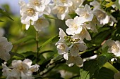 Mock Orange, Philadelphus coronarius, Detail of white coloured flowers growing outdoor.