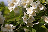 Mock Orange, Philadelphus coronarius, Detail of white coloured flowers growing outdoor.