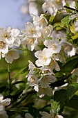 Mock Orange, Philadelphus coronarius, Detail of white coloured flowers growing outdoor.