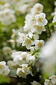 Mock Orange, Philadelphus coronarius, Detail of white coloured flowers growing outdoor.