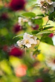 Mock Orange, Philadelphus coronarius, Detail of white coloured flowers growing outdoor.