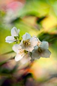 Mock Orange, Philadelphus coronarius, Detail of white coloured flowers growing outdoor.