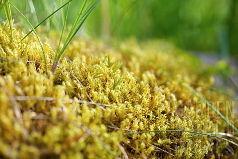 Moss_Abundance_of_dense_yellow_mosses_growing_outdoor