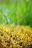 Moss, Abundance of dense yellow mosses growing outdoor.