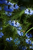 Love-in-a-mist, Nigella damascena, Mass of blue coloured flowers growing outdoor.