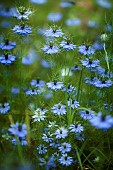 Love-in-a-mist, Nigella damascena, Mass of blue coloured flowers growing outdoor.