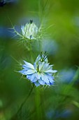 Love-in-a-mist, Nigella damascena, Blue coloured flowers growing outdoor.